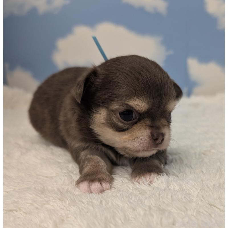 販売中の岐阜県のチワワ(ロングコート)-450007の2枚目