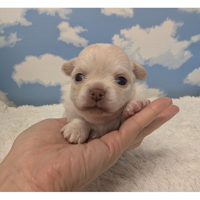 販売中の岐阜県のチワワ(ロングコート)-450008の5枚目