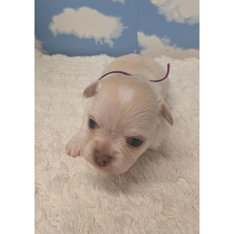 販売中の岐阜県のチワワ(ロングコート)-450008の4枚目