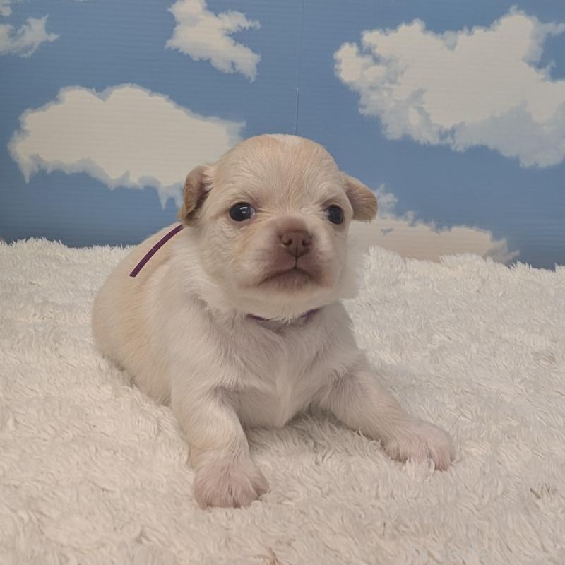 販売中の岐阜県のチワワ(ロングコート)-450008の3枚目