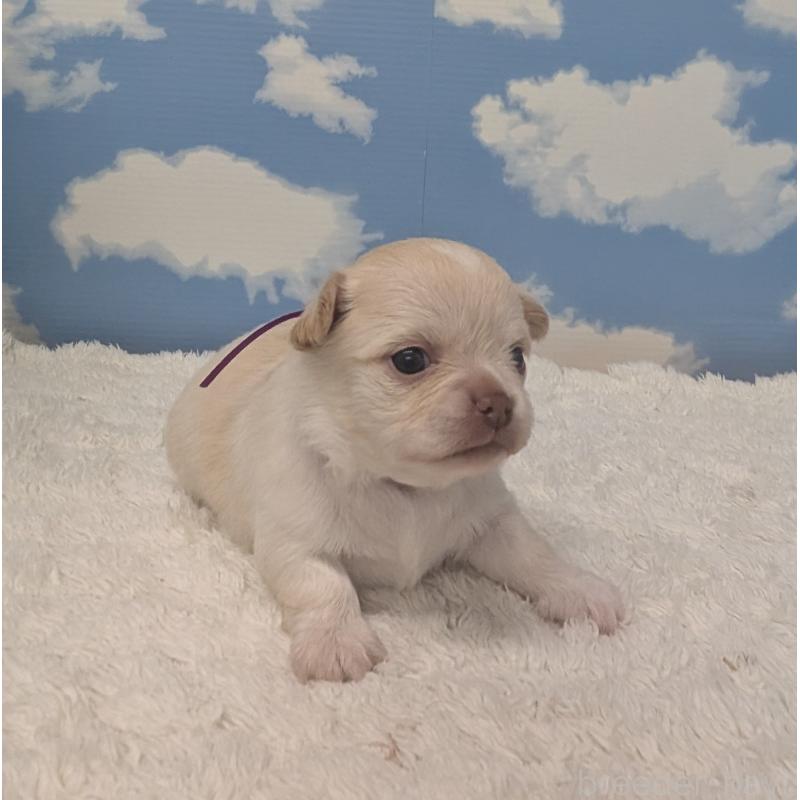 販売中の岐阜県のチワワ(ロングコート)-450008の2枚目