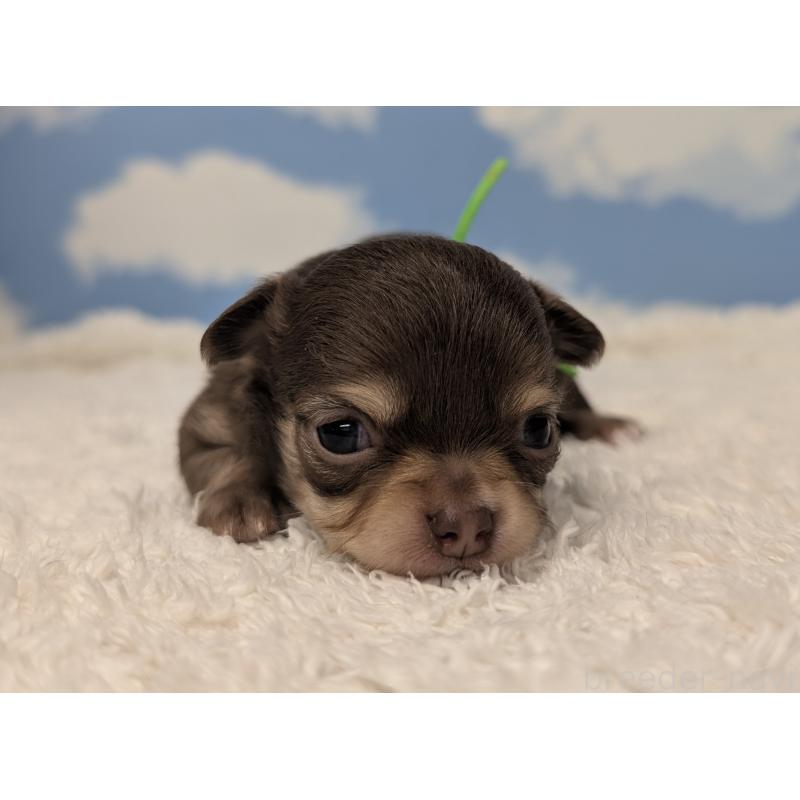 販売中の岐阜県のチワワ(ロングコート)-450009