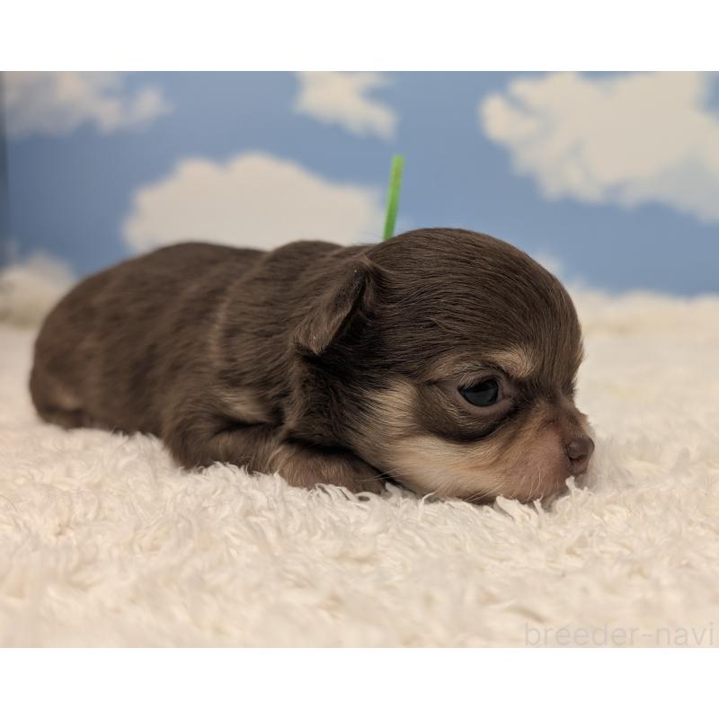 販売中の岐阜県のチワワ(ロングコート)-450009の5枚目