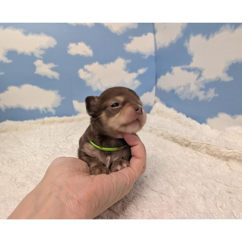 販売中の岐阜県のチワワ(ロングコート)-450009の4枚目