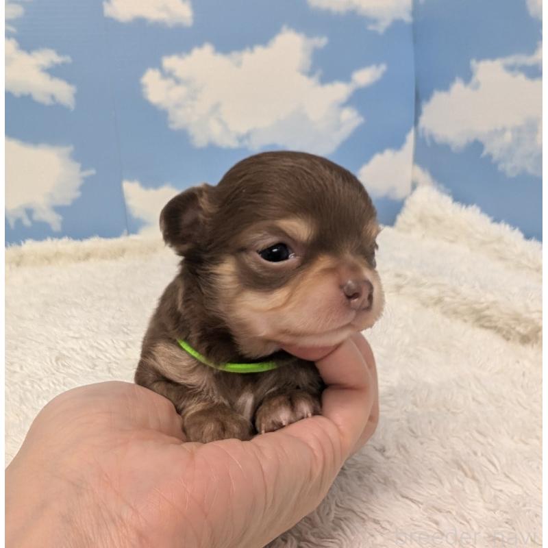 販売中の岐阜県のチワワ(ロングコート)-450009の3枚目