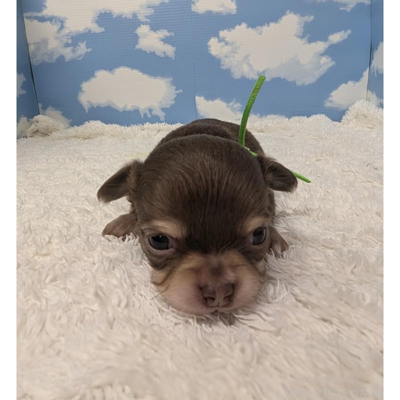 販売中の岐阜県のチワワ(ロングコート)-450009の2枚目