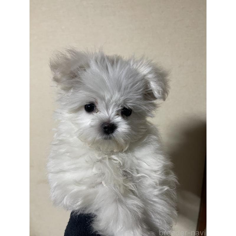 販売中の岡山県のマルチーズ-443067