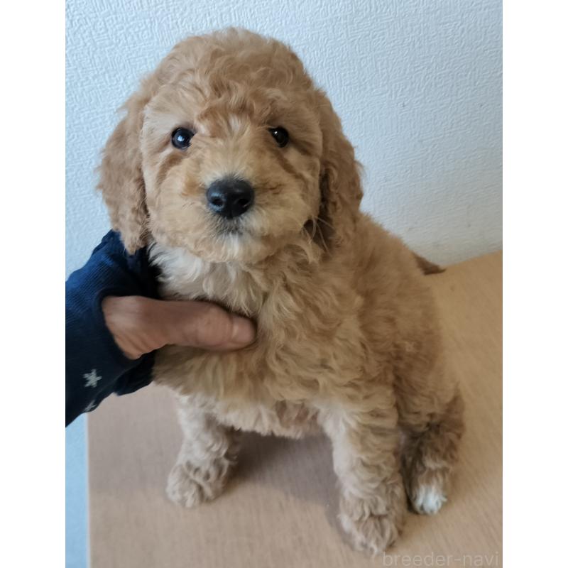販売中の岐阜県のミディアムプードル-450010の1枚目