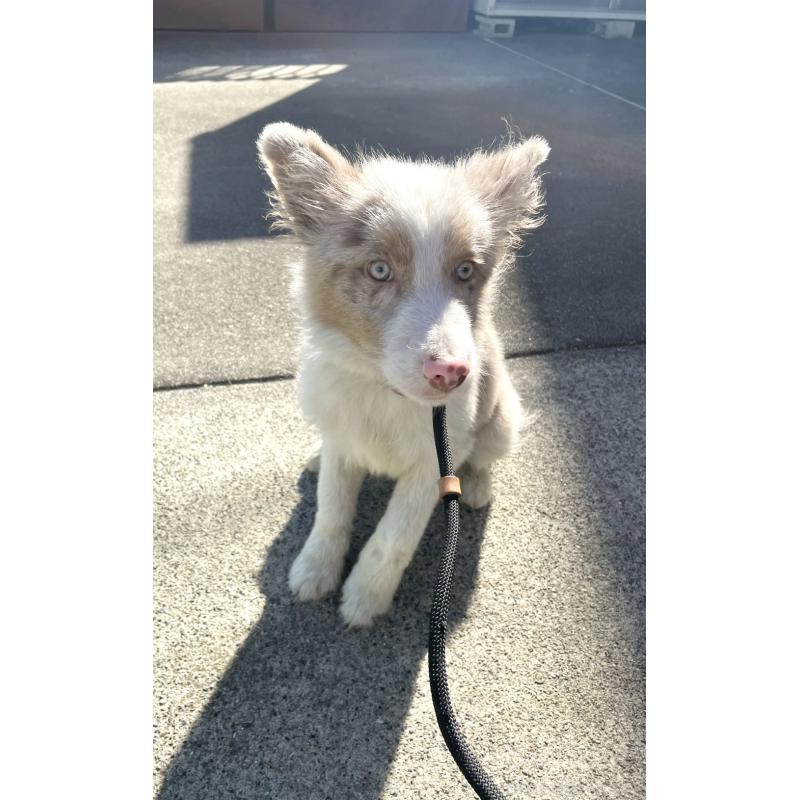 販売中ののボーダーコリー-428249