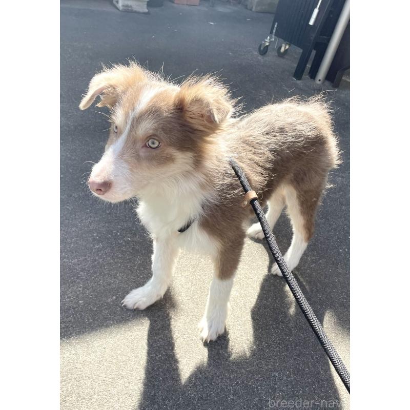 販売中の東京都のボーダーコリー-428253