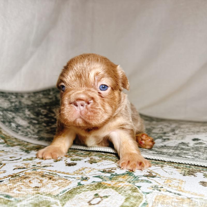 販売中の奈良県のフレンチブルドッグ-450014の19枚目