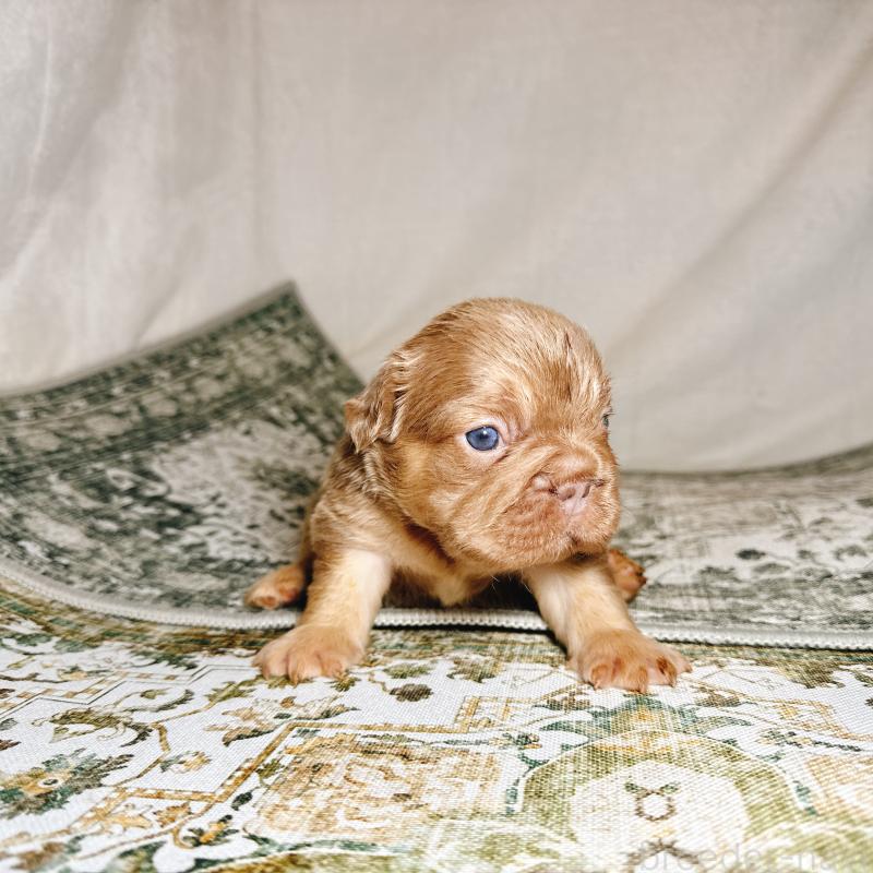 販売中の奈良県のフレンチブルドッグ-450014の18枚目