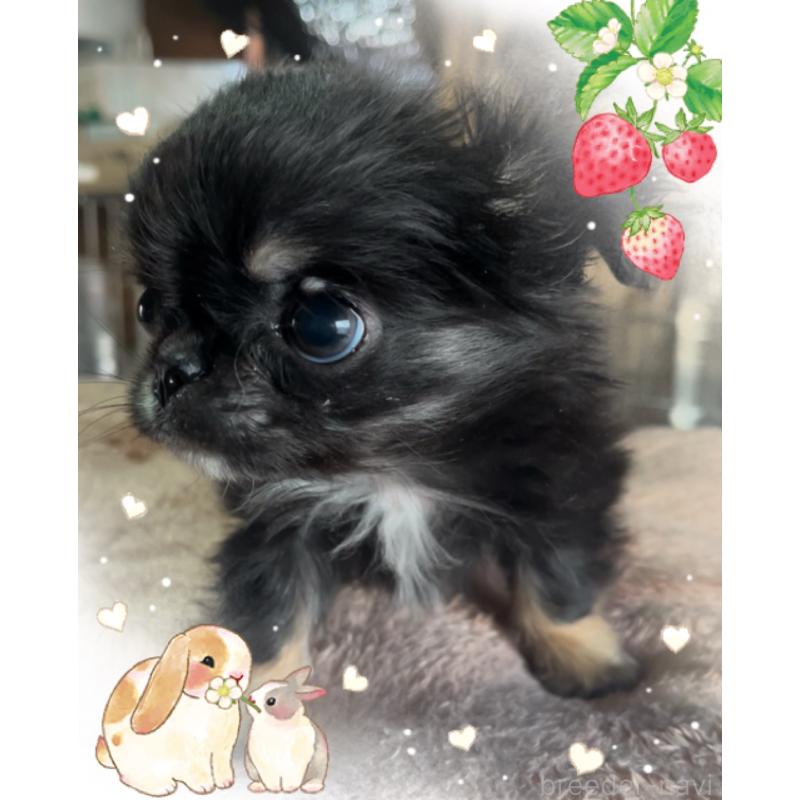 販売中の東京都のチワワ(ロングコート)-445357