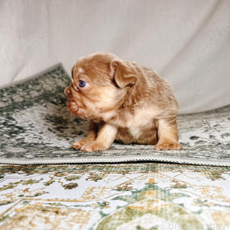 販売中の奈良県のフレンチブルドッグ-450014の16枚目