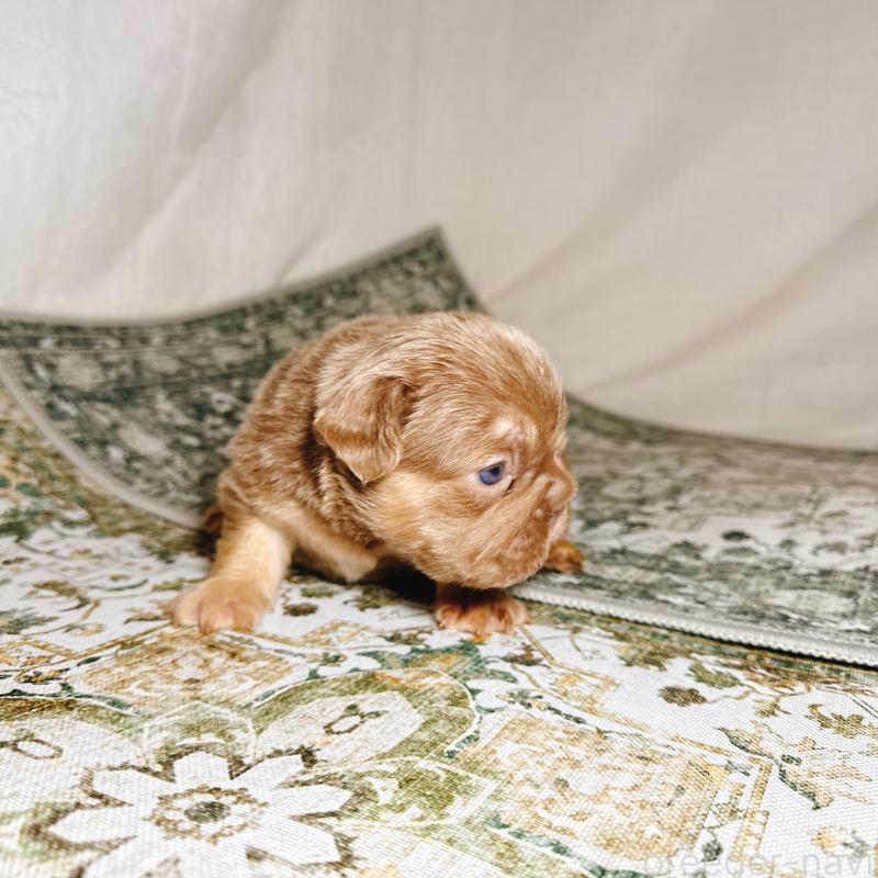 販売中の奈良県のフレンチブルドッグ-450014の15枚目