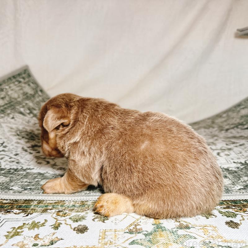 販売中の奈良県のフレンチブルドッグ-450014の14枚目