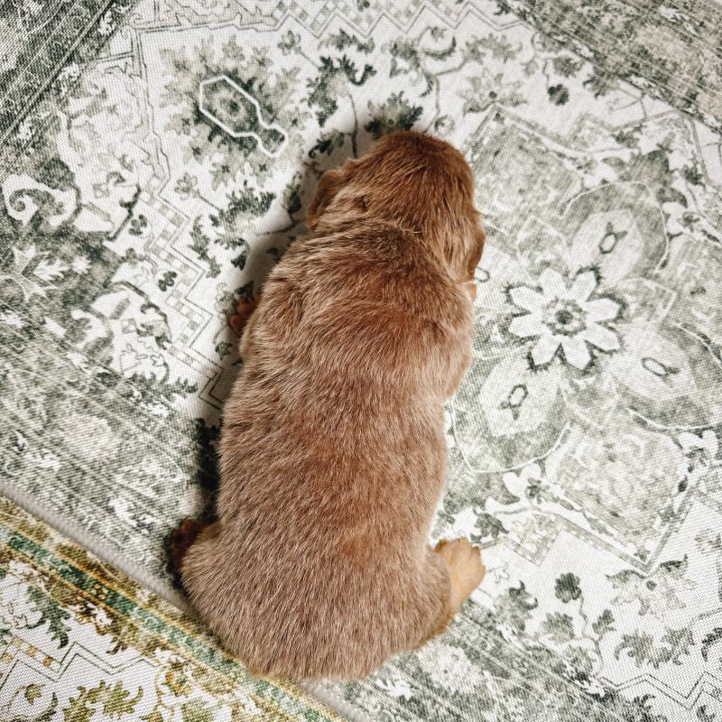 販売中の奈良県のフレンチブルドッグ-450014の13枚目