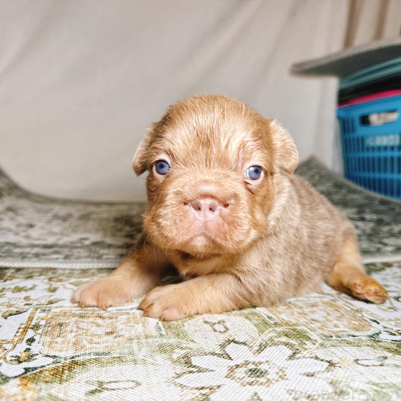 販売中の奈良県のフレンチブルドッグ-450014の12枚目