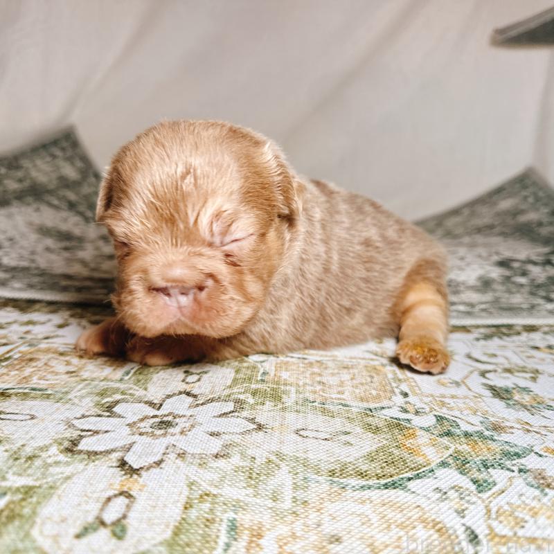 販売中の奈良県のフレンチブルドッグ-450014の11枚目