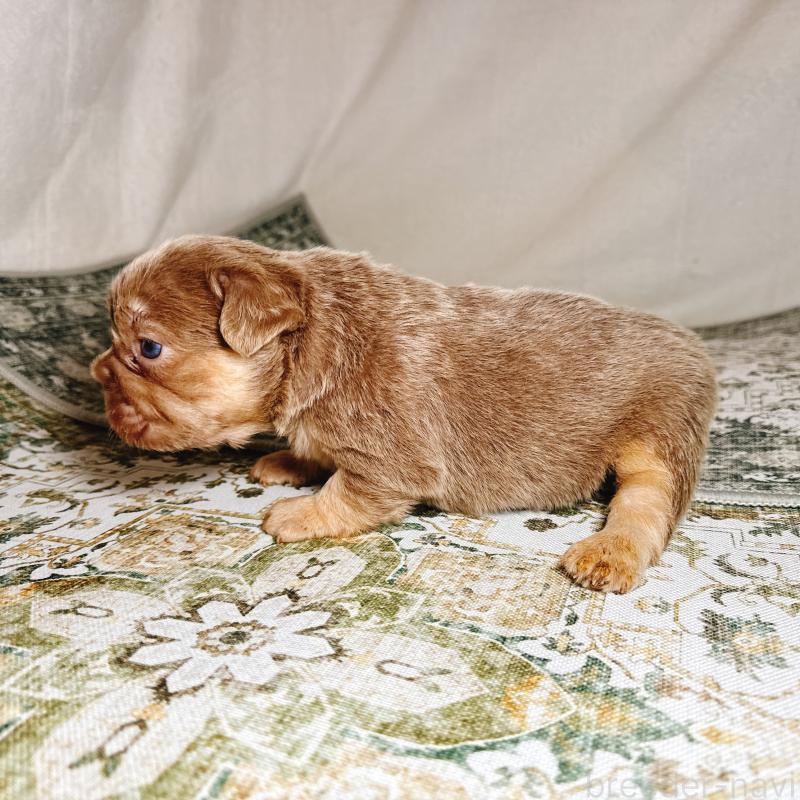 販売中の奈良県のフレンチブルドッグ-450014の10枚目