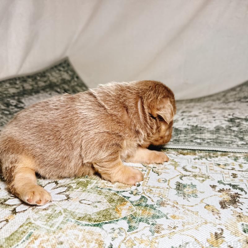 販売中の奈良県のフレンチブルドッグ-450014の9枚目