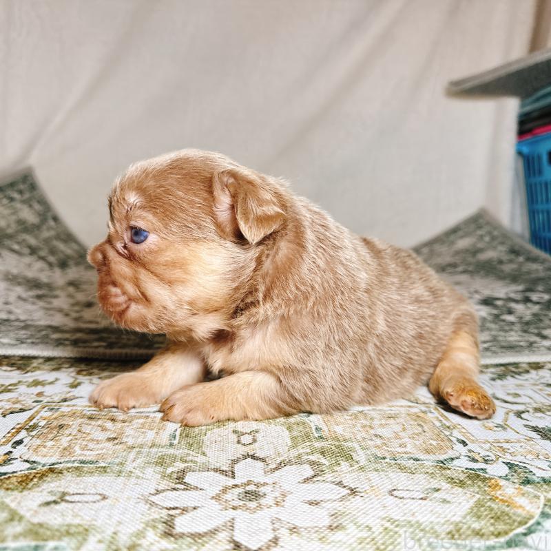 販売中の奈良県のフレンチブルドッグ-450014の8枚目