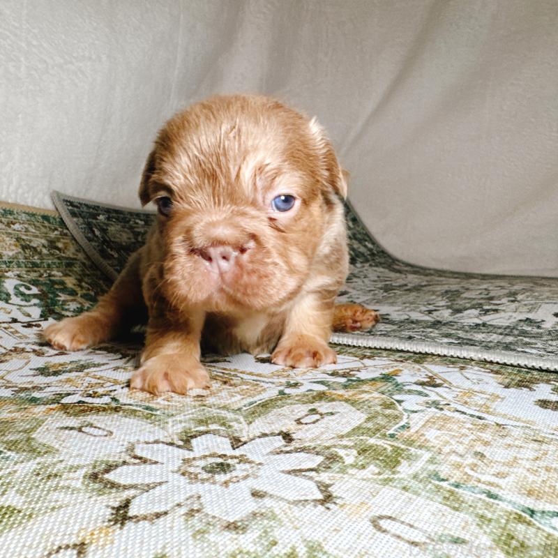 販売中の奈良県のフレンチブルドッグ-450014の7枚目