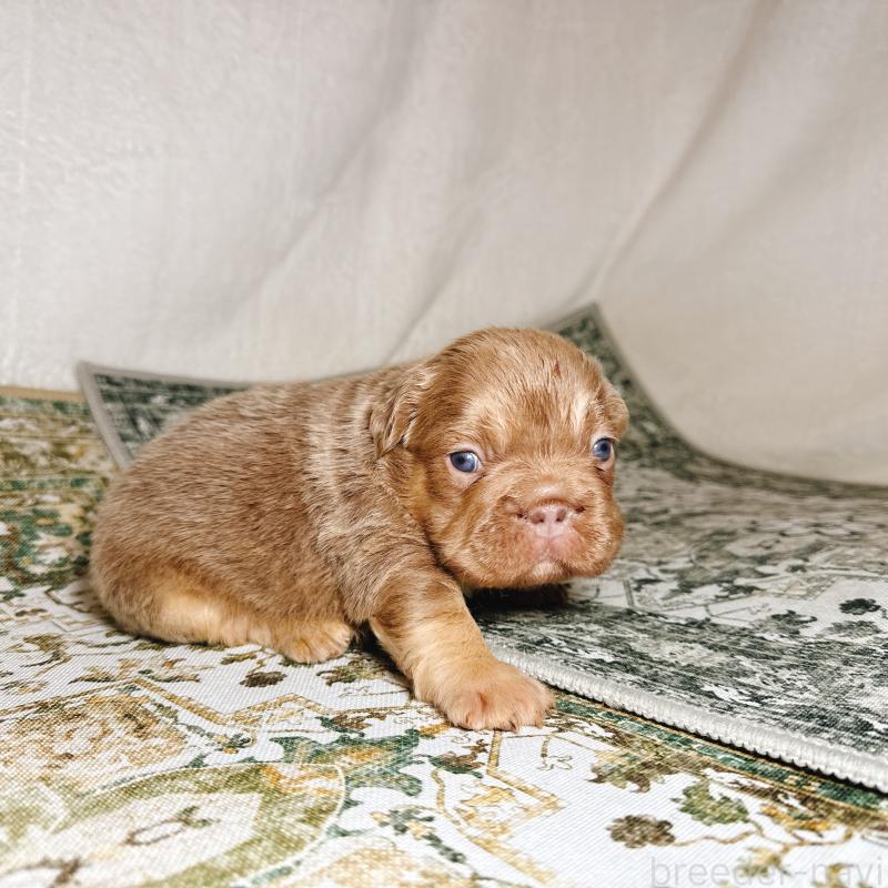 販売中の奈良県のフレンチブルドッグ-450014の5枚目