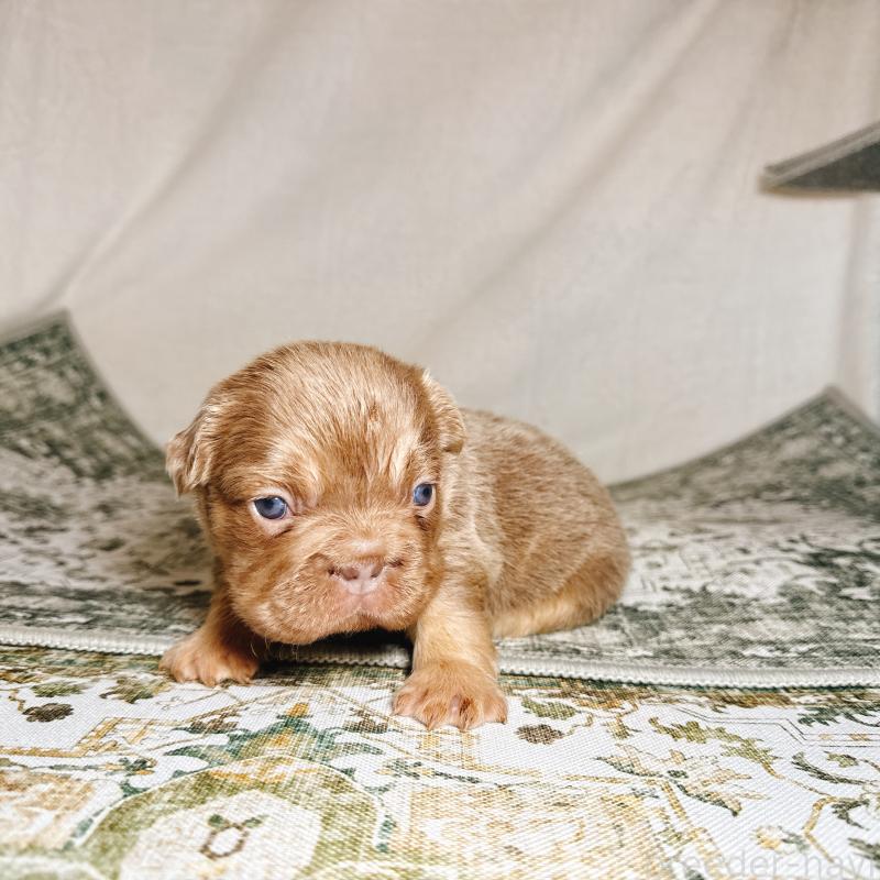 販売中の奈良県のフレンチブルドッグ-450014の4枚目