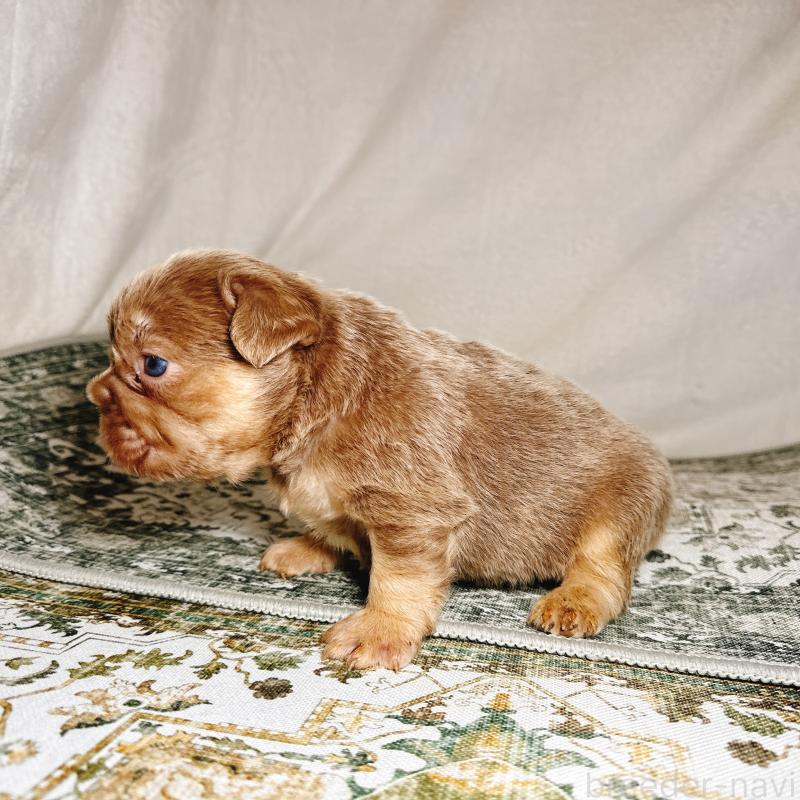 販売中の奈良県のフレンチブルドッグ-450014の3枚目