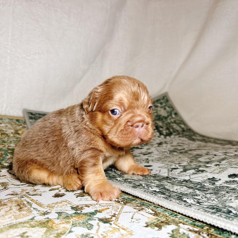 販売中の奈良県のフレンチブルドッグ-450014の2枚目