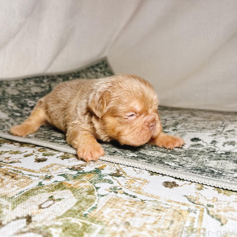 販売中の奈良県のフレンチブルドッグ-450015の22枚目