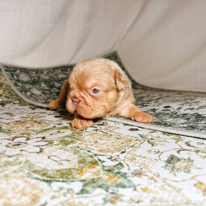 販売中の奈良県のフレンチブルドッグ-450015の21枚目