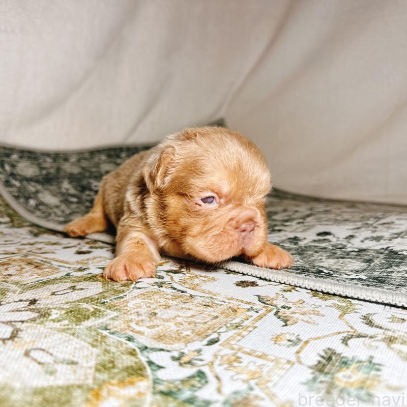 販売中の奈良県のフレンチブルドッグ-450015の20枚目