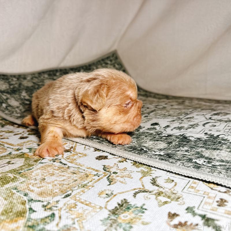 販売中の奈良県のフレンチブルドッグ-450015の19枚目