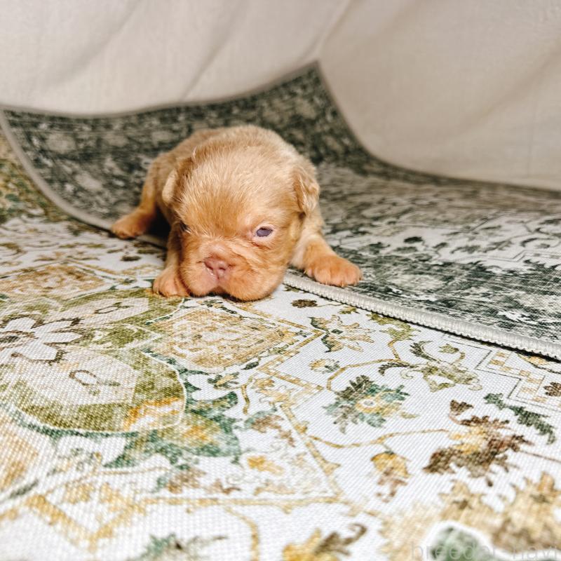 販売中の奈良県のフレンチブルドッグ-450015の18枚目