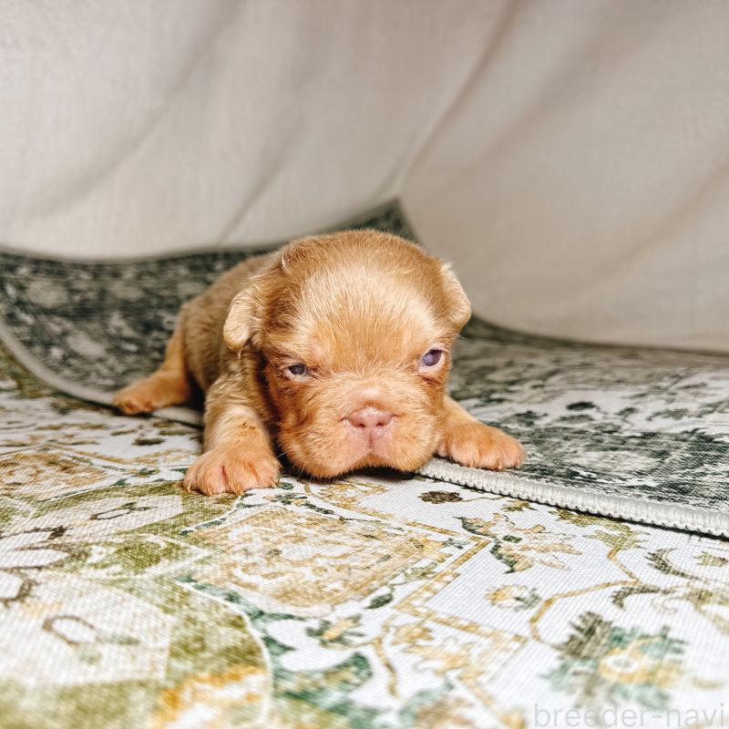 販売中の奈良県のフレンチブルドッグ-450015の17枚目