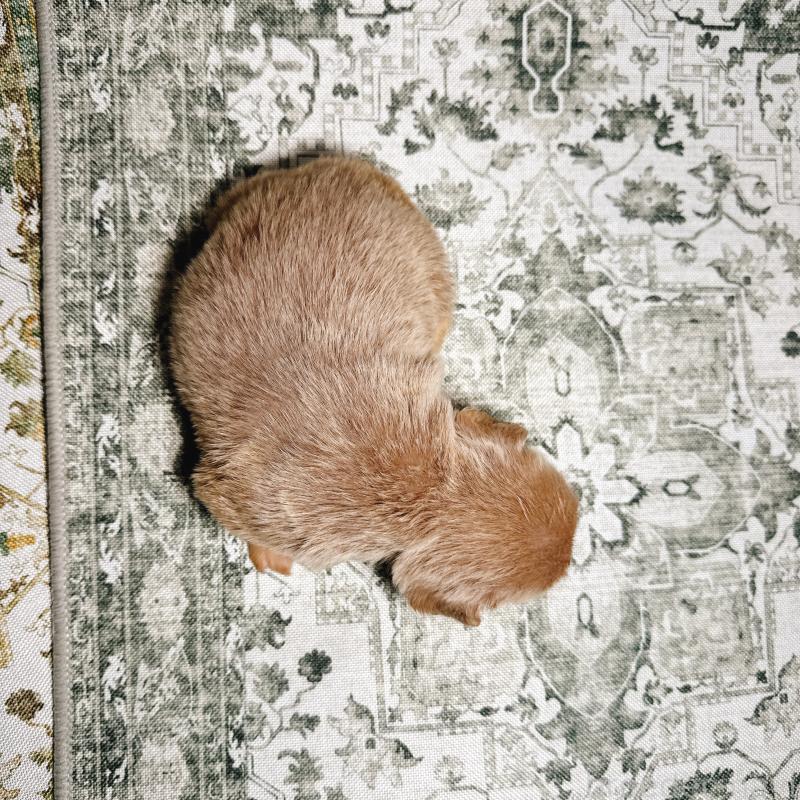 販売中の奈良県のフレンチブルドッグ-450015の16枚目