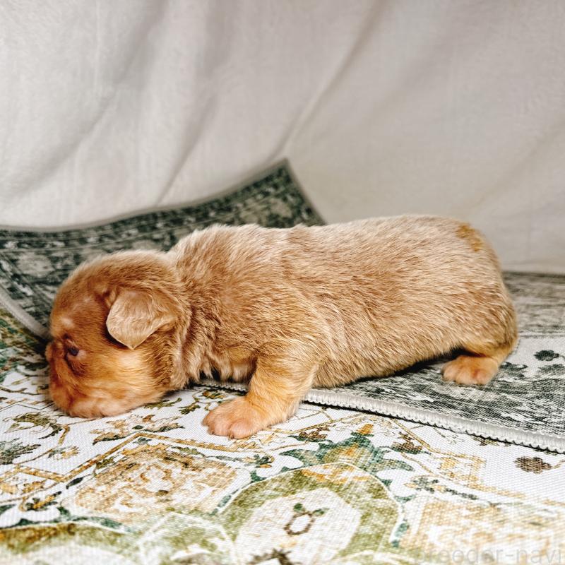 販売中の奈良県のフレンチブルドッグ-450015の15枚目