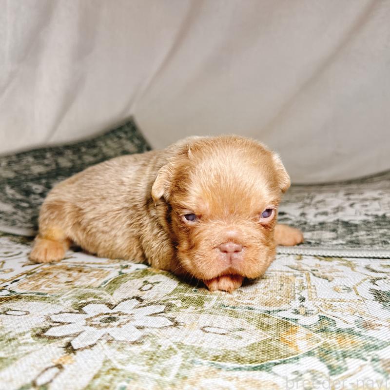 販売中の奈良県のフレンチブルドッグ-450015の14枚目