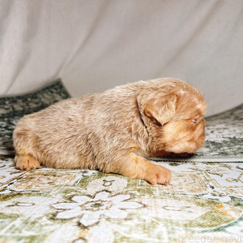 販売中の奈良県のフレンチブルドッグ-450015の13枚目