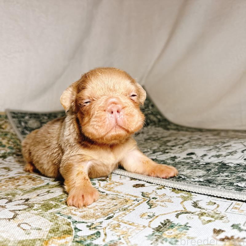 販売中の奈良県のフレンチブルドッグ-450015の12枚目