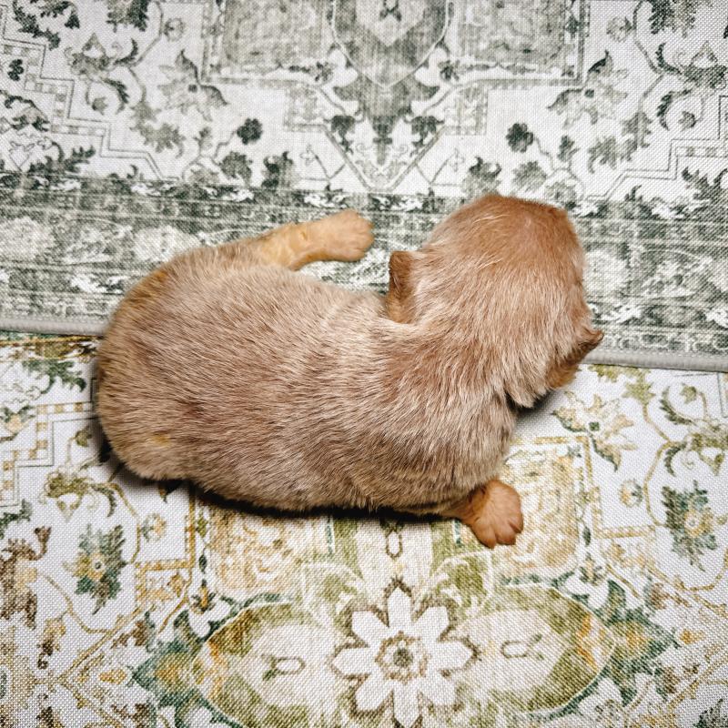 販売中の奈良県のフレンチブルドッグ-450015の10枚目