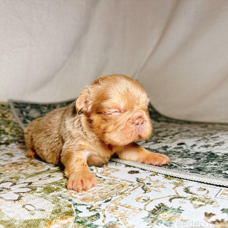 販売中の奈良県のフレンチブルドッグ-450015の9枚目