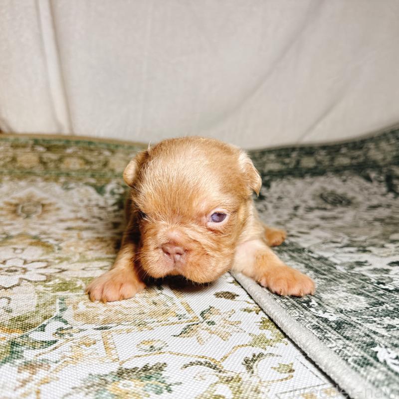 販売中の奈良県のフレンチブルドッグ-450015の8枚目