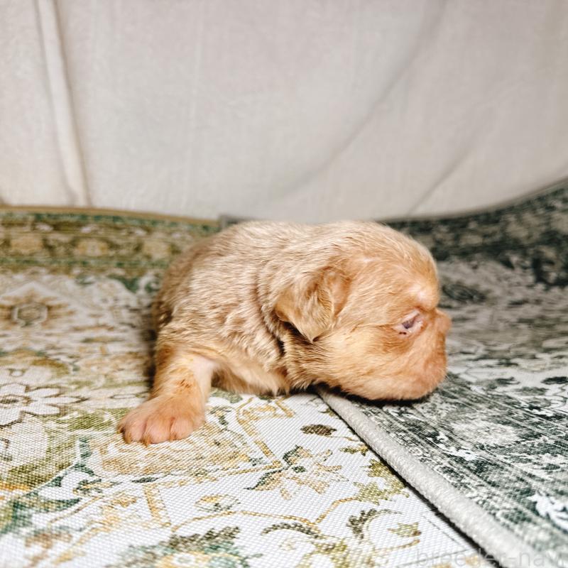 販売中の奈良県のフレンチブルドッグ-450015の7枚目