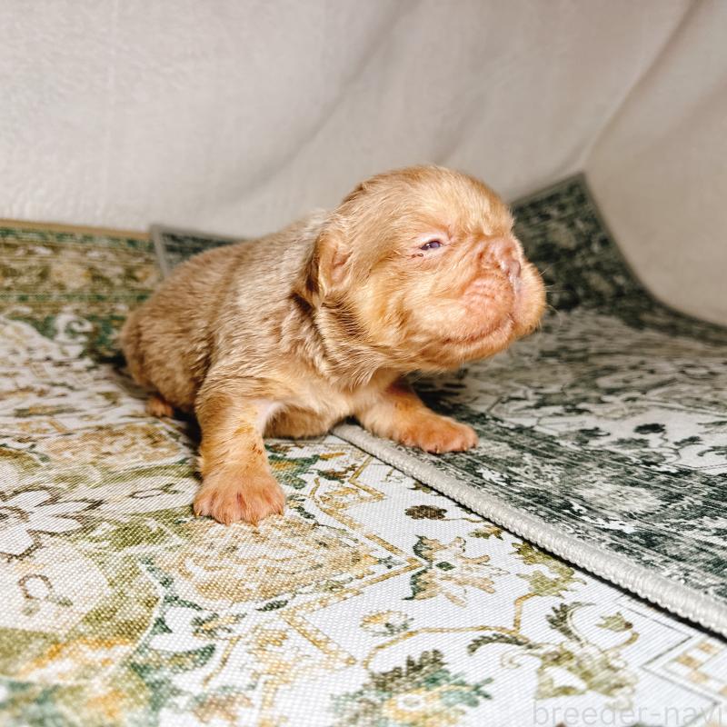 販売中の奈良県のフレンチブルドッグ-450015の6枚目