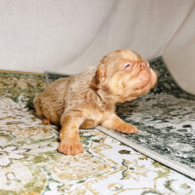 販売中の奈良県のフレンチブルドッグ-450015の5枚目