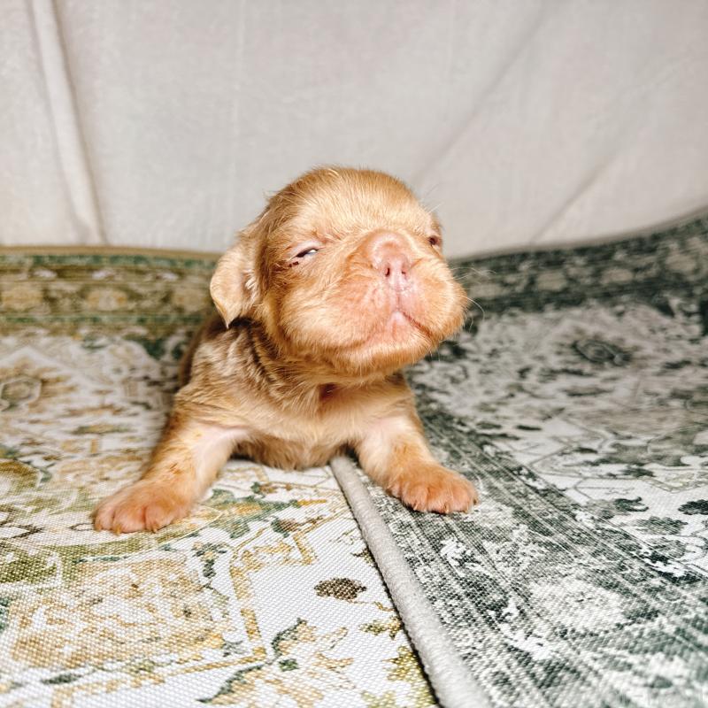 販売中の奈良県のフレンチブルドッグ-450015の4枚目