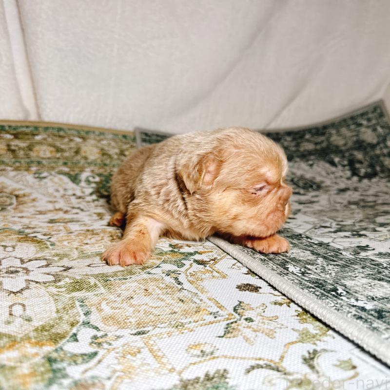 販売中の奈良県のフレンチブルドッグ-450015の3枚目